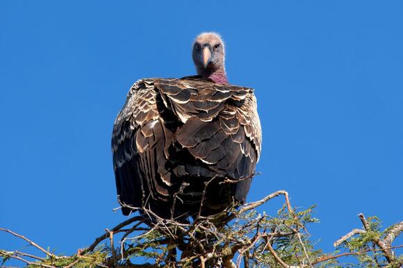 Vultures have a secret world of sounds, even before they hatch - NewsBreak