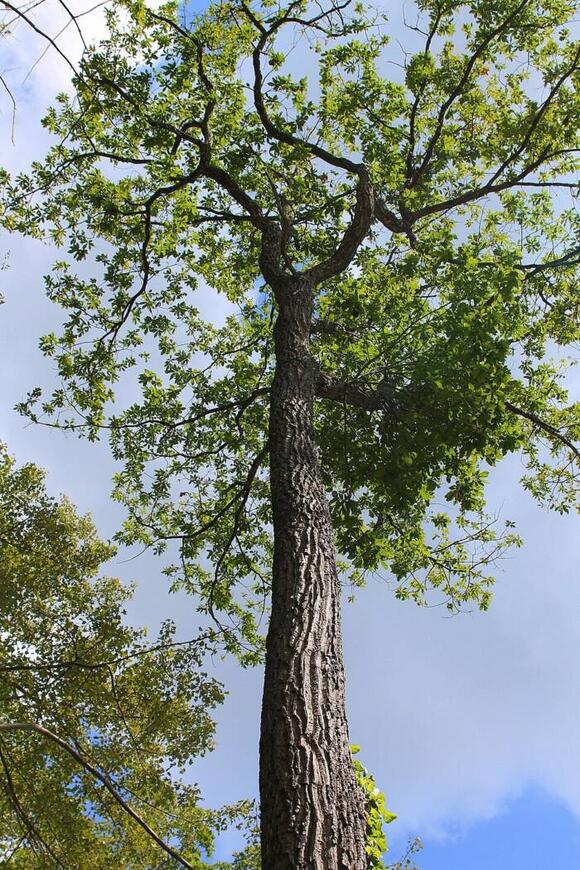 The Story Of Stuckie, The Dog That Got Trapped In A Chestnut Oak Tree ...