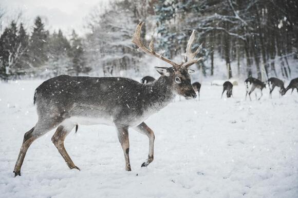 Where to See Reindeer in Their Native Arctic Landscape - NewsBreak