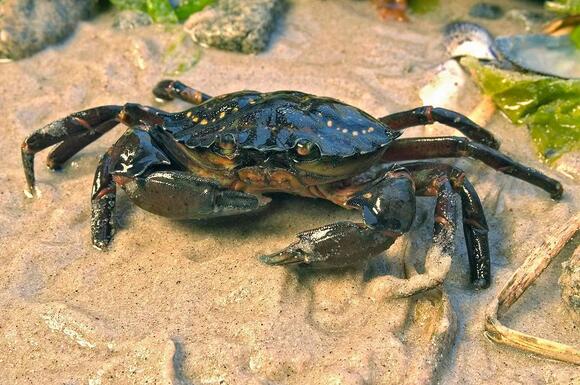 8 Types of Crabs in Virginia: Complete Species Guide with ...