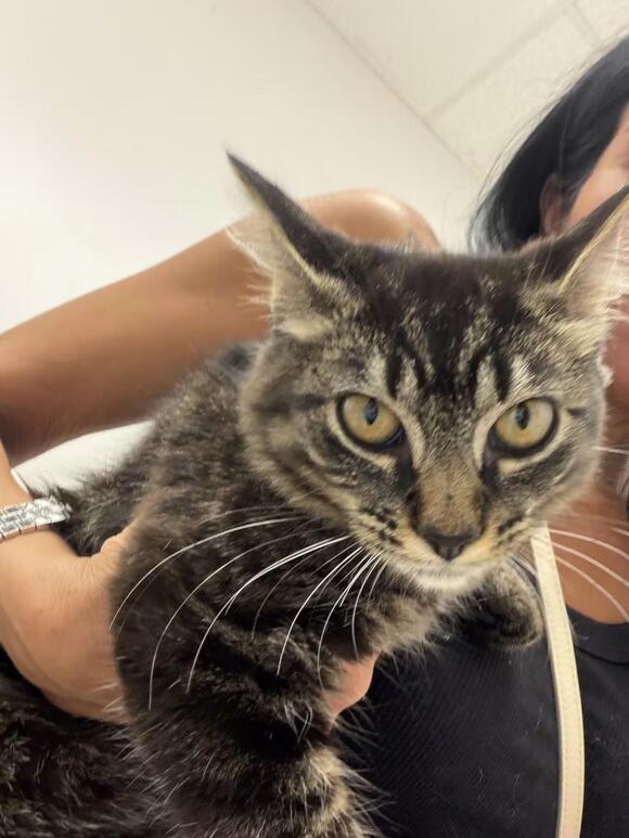 🐱 Sweet Jupiter Cats Ready for Adoption Into Loving Homes - NewsBreak