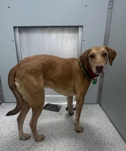 🐶 Playful, Wise & Loyal Dogs Ready for Adoption in Cleveland - NewsBreak