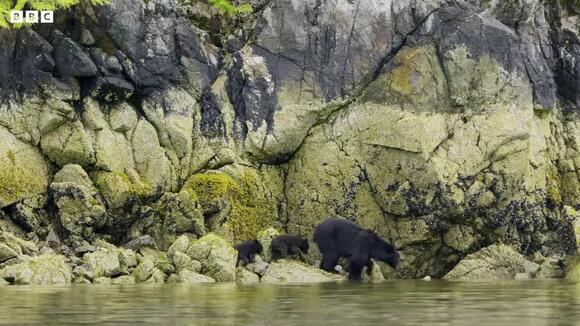 Tiny Bear Cubs Experience Their First Beach Day, Digging Up Snacks and ...