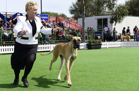 Famous Dog Trainer: Secrets to Transform Your Pup