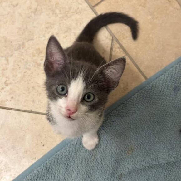 🐱 Playful Spokane Kittens & Cats Ready for Adoption Now - NewsBreak