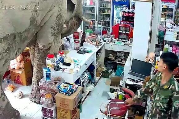Hungry elephant raids supermarket in Thailand for snacks and he's done it before - NewsBreak