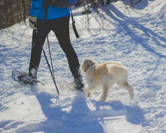 How to Care For Your Shorthair Dog When its Freezing Cold - NewsBreak