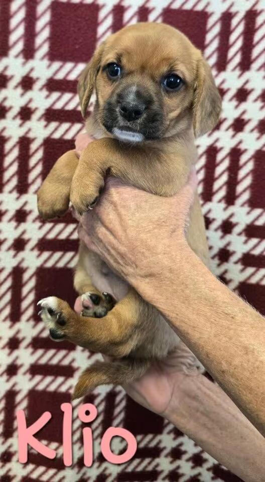 🐶 Sweet Murphysboro Dogs Ready for Adoption and New Homes - NewsBreak
