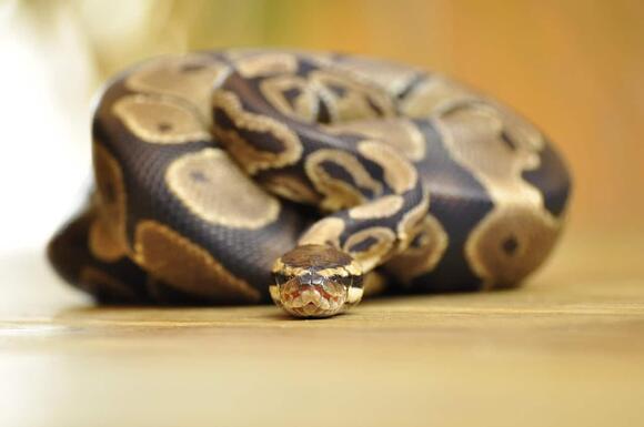 12 Snake Species That Are Surprisingly Gentle - NewsBreak