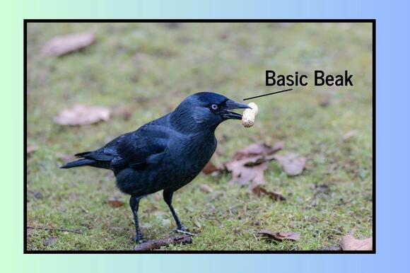 How to Identify Ravens and Crows in Arizona - NewsBreak