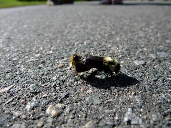 8 Stinging Insects Found in Utah (Identification and Behavior) - NewsBreak