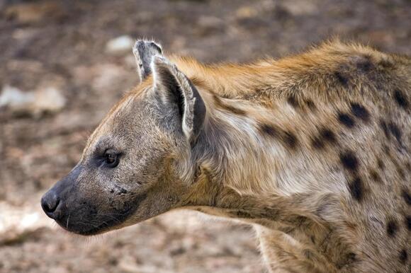 What Do You Call a Group of Hyenas? The Answer Is No Laughing Matter ...