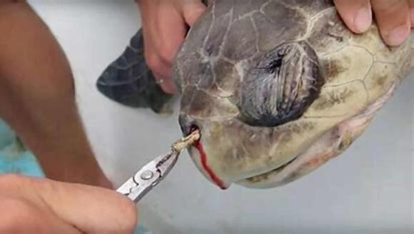How One Sea Turtle Sparked a Movement Against Plastic Straws - NewsBreak