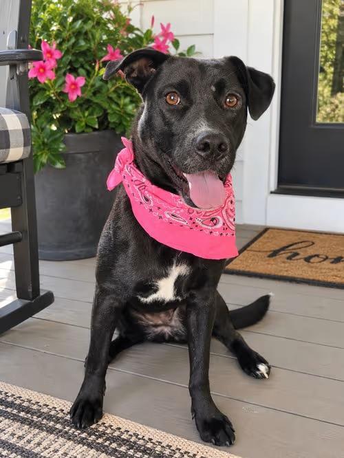 🐶 Loving Mt. Laurel Dogs Ready Now for Adoption and New Homes - NewsBreak