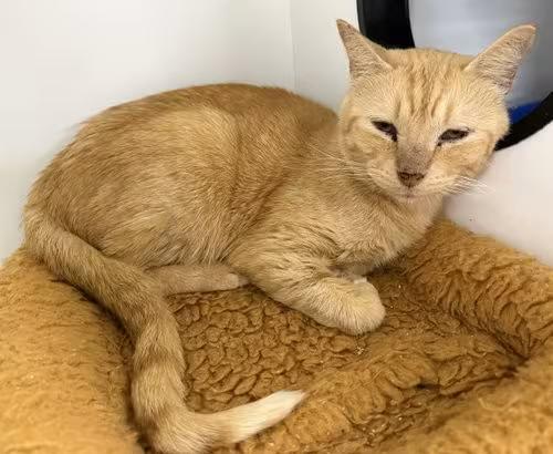 🐱 Friendly Cats Waiting for Adoption in Satellite Beach - NewsBreak