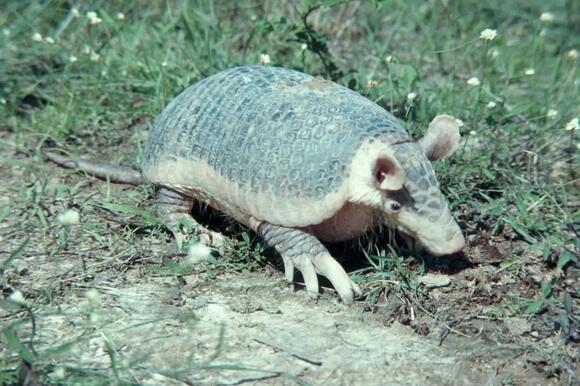 6 Animals With Big Teeth: From Ocean Giants to Prehistoric Predators ...