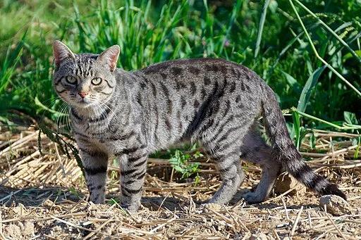 The Origins of Tabby Cats and Their Unique Patterns - NewsBreak