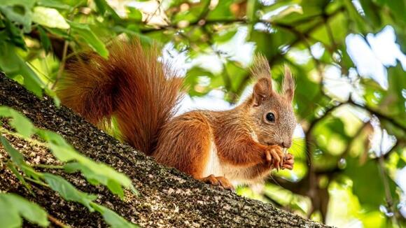 The Unexpected Visitor: What Seeing a Squirrel or Chipmunk Teaches Us ...