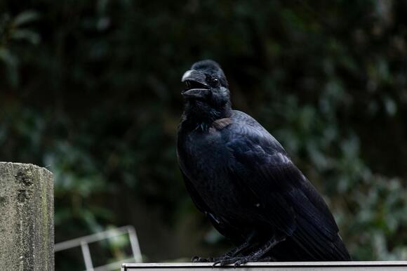 What Crows and Vultures Are Doing for Your Local Ecosystem - NewsBreak