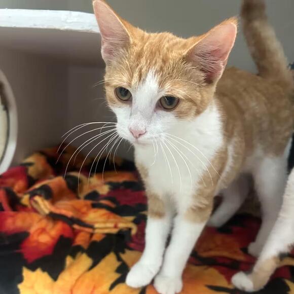 🐱 Toledo Cats Ready for Adoption — Kittens & Adults Waiting for You ...