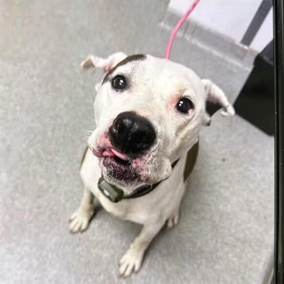 🐶 Friendly Lincolnton Dogs Ready Now for Loving Homes - NewsBreak