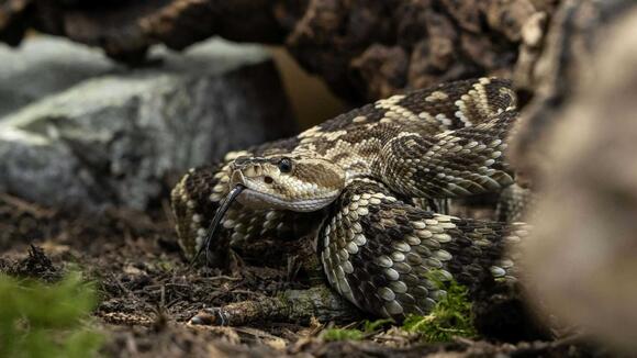 What Time of Year Snakes Are Most Active in the US? - NewsBreak