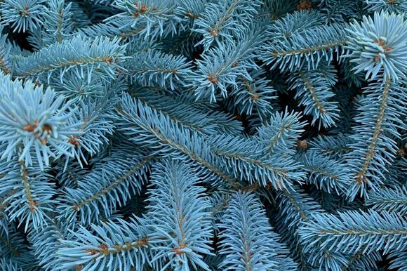 Ever Wonder How Michigan Moves a 60-Foot Christmas Tree? - NewsBreak