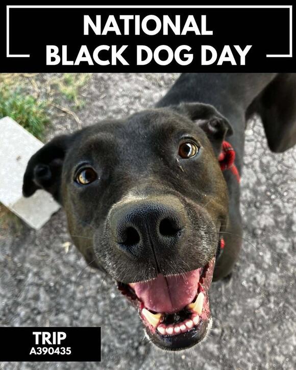 Black Dog Adoption Visits Today at Animal Care - NewsBreak
