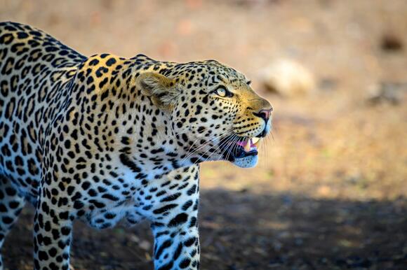 The Rise of Urban Leopards — Big Cats Are Adapting Faster Than We ...