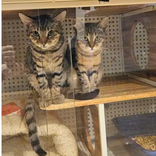 🐱 Gentle, Playful Cats in Brooklyn Ready for Adoption - NewsBreak