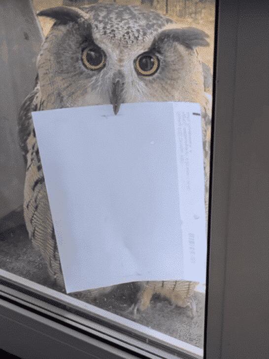 Owl Delivers a Letter Through a Window - NewsBreak