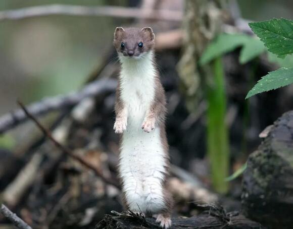 What Do You Call a Group of Weasels? The Answer Is Totally Confusing ...