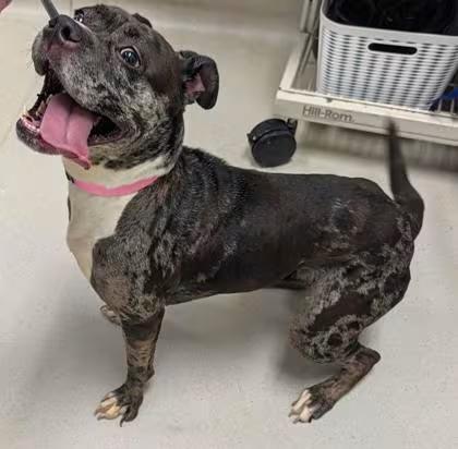 🐶 Playful, Gentle & Loyal Dogs Ready for Adoption in Cleveland - NewsBreak