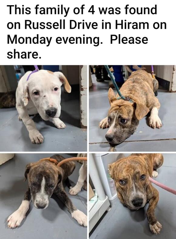 Stray pets at Paulding shelter need owners - NewsBreak