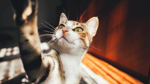 What’s the Difference Between a Playful Swat and a Warning Paw from My ...