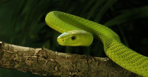 Gaboon Viper vs Green Mamba: Comparing These Two Stunning Snakes ...