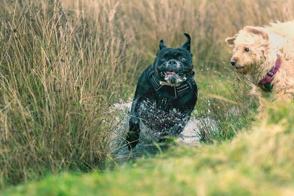 Rabies Vaccine Requirements for Dogs in Louisiana: What Every Owner ...
