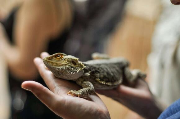 Can Lizards Recognize Their Owners? - NewsBreak