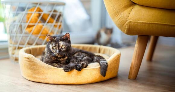 10 Fun Ways to Keep Your Indoor Cat Engaged and Active - NewsBreak