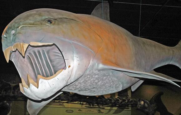 These Ancient Marine Predators Ruled the Seas With Unmatched Ferocity ...