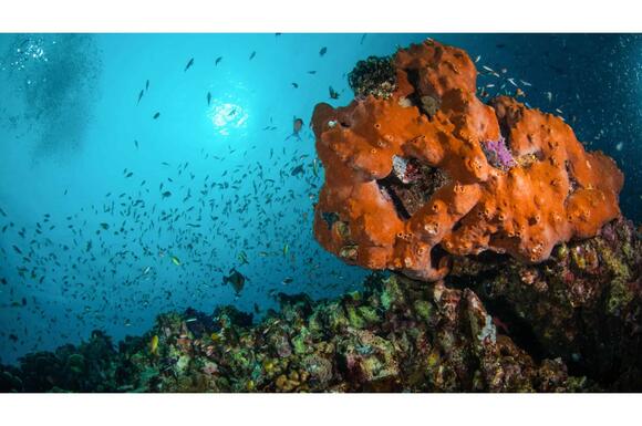 8 Rare Deep-Sea Creatures Discovered Off the California Coast - NewsBreak