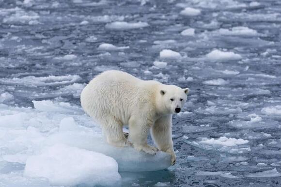 should-polar-bear-hunting-be-banned-worldwide-newsbreak