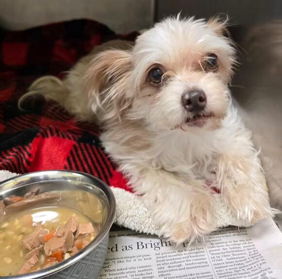 🐶 Sweet Murphysboro Dogs Ready for Adoption and New Homes - NewsBreak