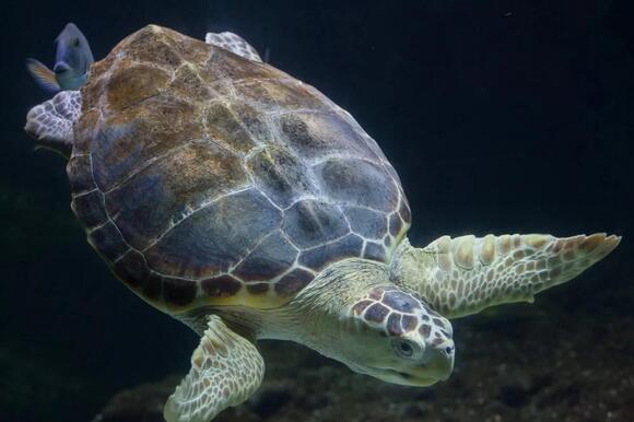 Why Sea Turtles Are Dying in Record Numbers—And What’s Being Done to ...