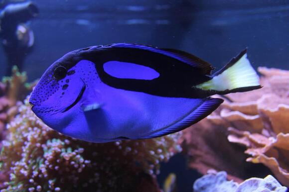 What Kind of Fish Is Dory? Real Species Explained - NewsBreak