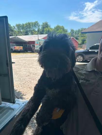 🐶 Playful & Loving Dogs Ready for Adoption in Bartlesville - NewsBreak