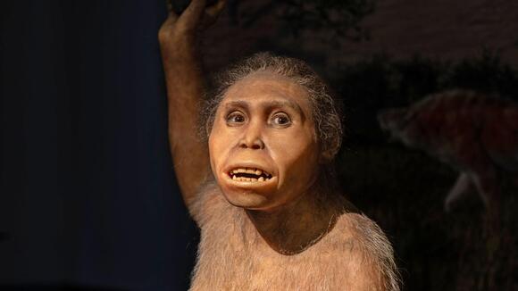 Lucy could join the same genus as modern humans in a proposed shake-up ...