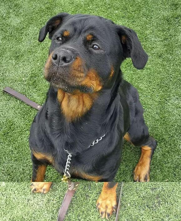 🐶 Gentle Giants & Loving Rottweilers Ready for Adoption in Oswego ...