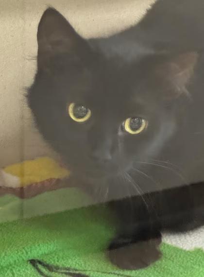🐱 Gentle Kittens & Calm Seniors Ready for Adoption in Bellevue - NewsBreak