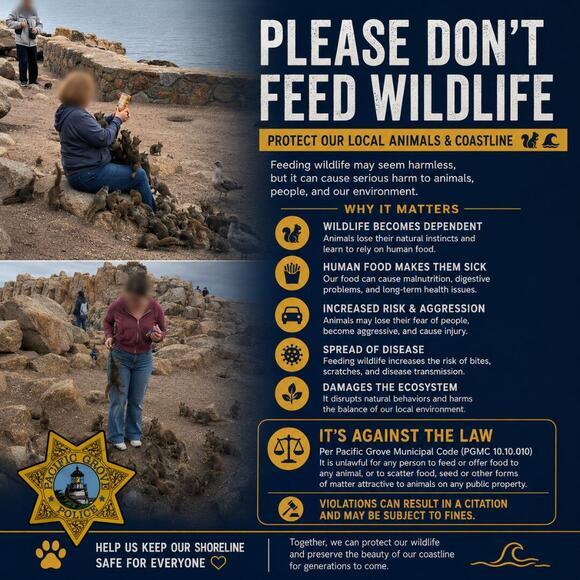 Feeding wildlife prohibited in Pacific Grove - NewsBreak